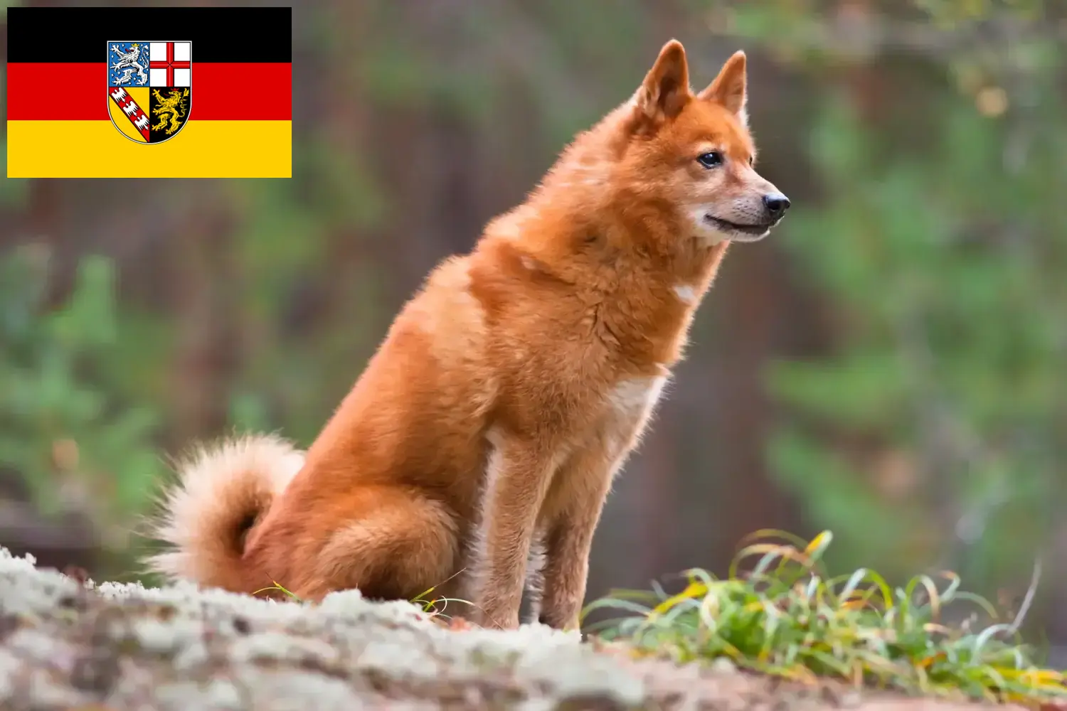 Read more about the article Finnenspitz criadores e cachorros em Saarland