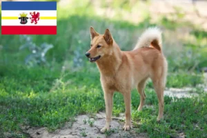 Read more about the article Criadores de Finnenspitz e cachorros em Mecklenburg-Vorpommern