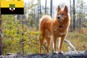 Read more about the article Criadores de Finnenspitz e cachorros em Saxónia-Anhalt