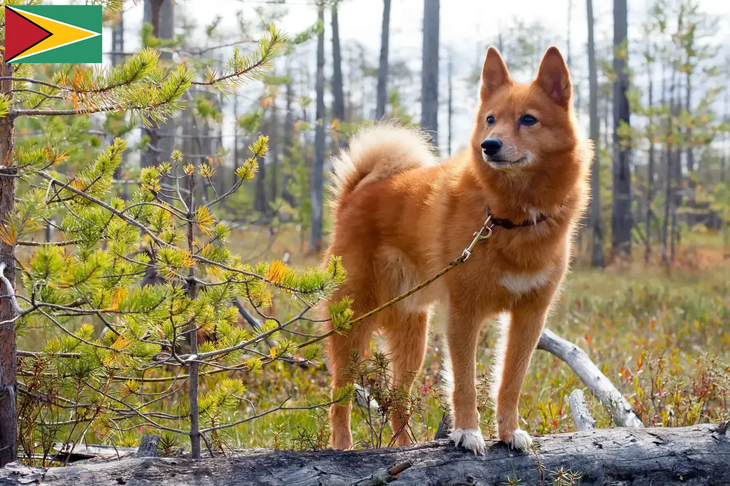 Read more about the article Criadores de Finspitz e cachorros na Guiana