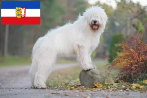 Read more about the article Criador de Ovtcharka do Sul da Rússia e cachorros em Schleswig-Holstein