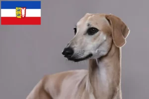 Read more about the article Criadores de Sloughi e cachorros em Schleswig-Holstein