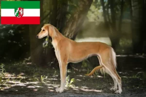 Read more about the article Criadores de saluki e cachorros na Renânia do Norte-Vestefália