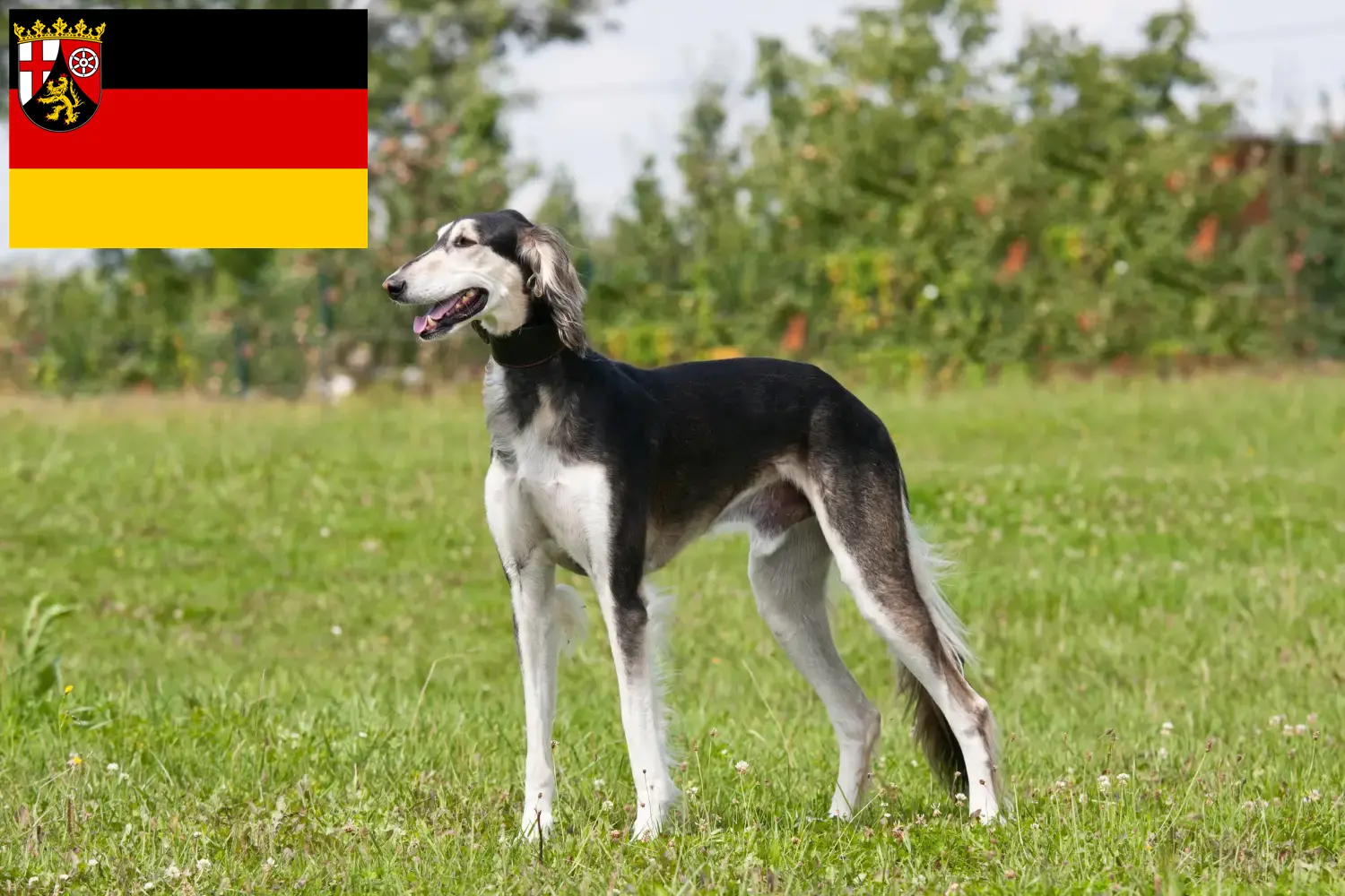 Read more about the article Criadores de saluki e cachorros em Renânia-Palatinado