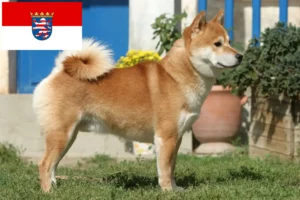 Read more about the article Criadores de Shiba e cachorros em Hessen