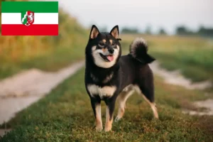 Read more about the article Criadores de Shiba e cachorros em Renânia do Norte-Vestefália