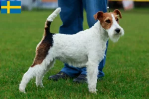 Read more about the article Fox Terrier criadores e cachorros na Suécia