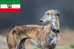 Read more about the article Galgo Espanol criadores e cachorros em Renânia do Norte-Vestefália