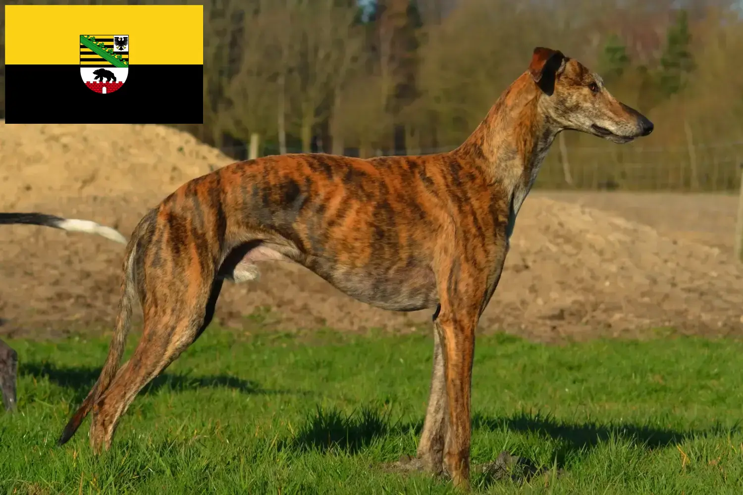 Read more about the article Galgo Espanol criadores e cachorros em Saxónia-Anhalt