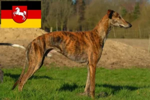 Read more about the article Galgo Espanol criadores e cachorros na Baixa Saxónia