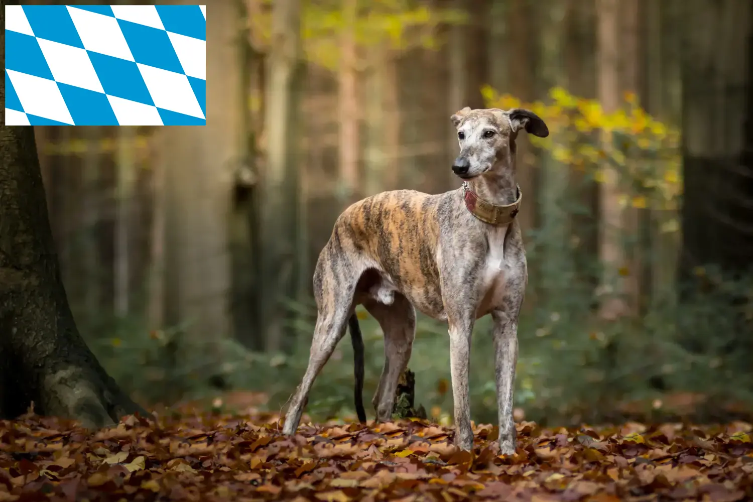 Read more about the article Galgo Espanol criadores e cachorros na Baviera