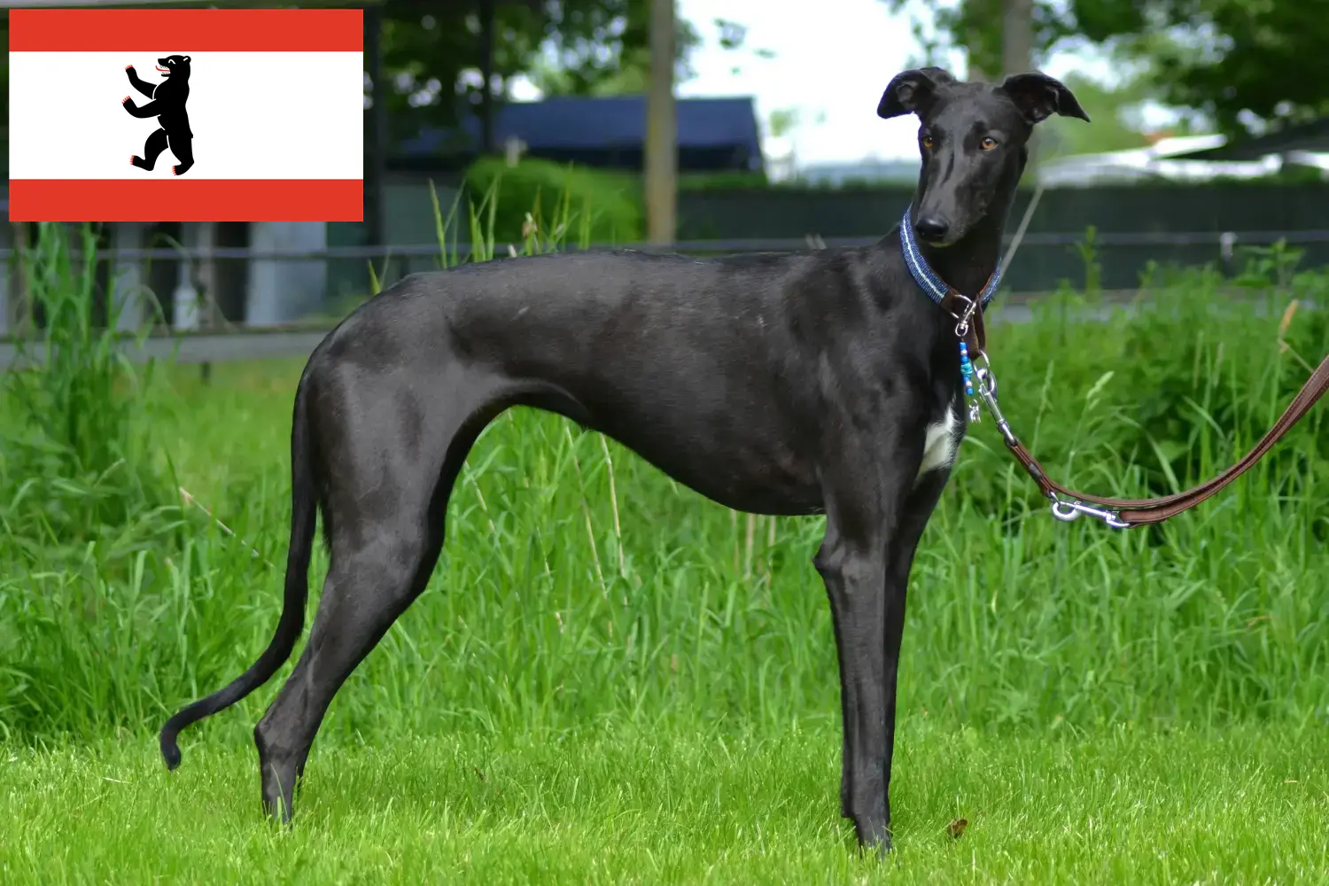 Read more about the article Galgo Espanol criadores e cachorros em Berlim