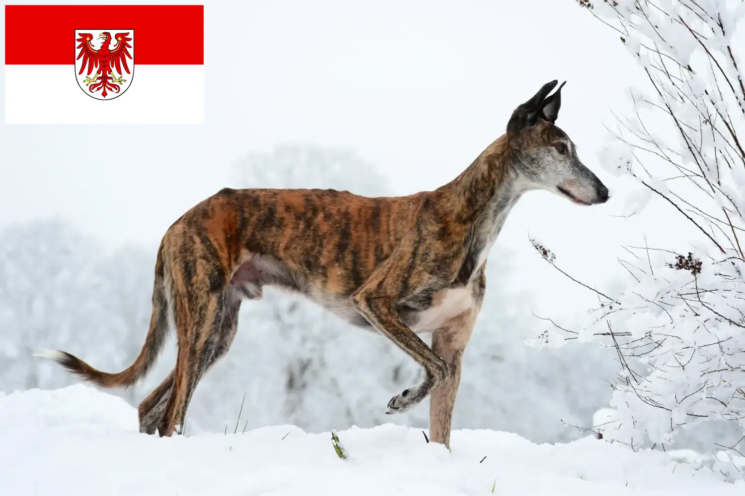 Read more about the article Galgo Espanol criadores e cachorros em Brandenburg