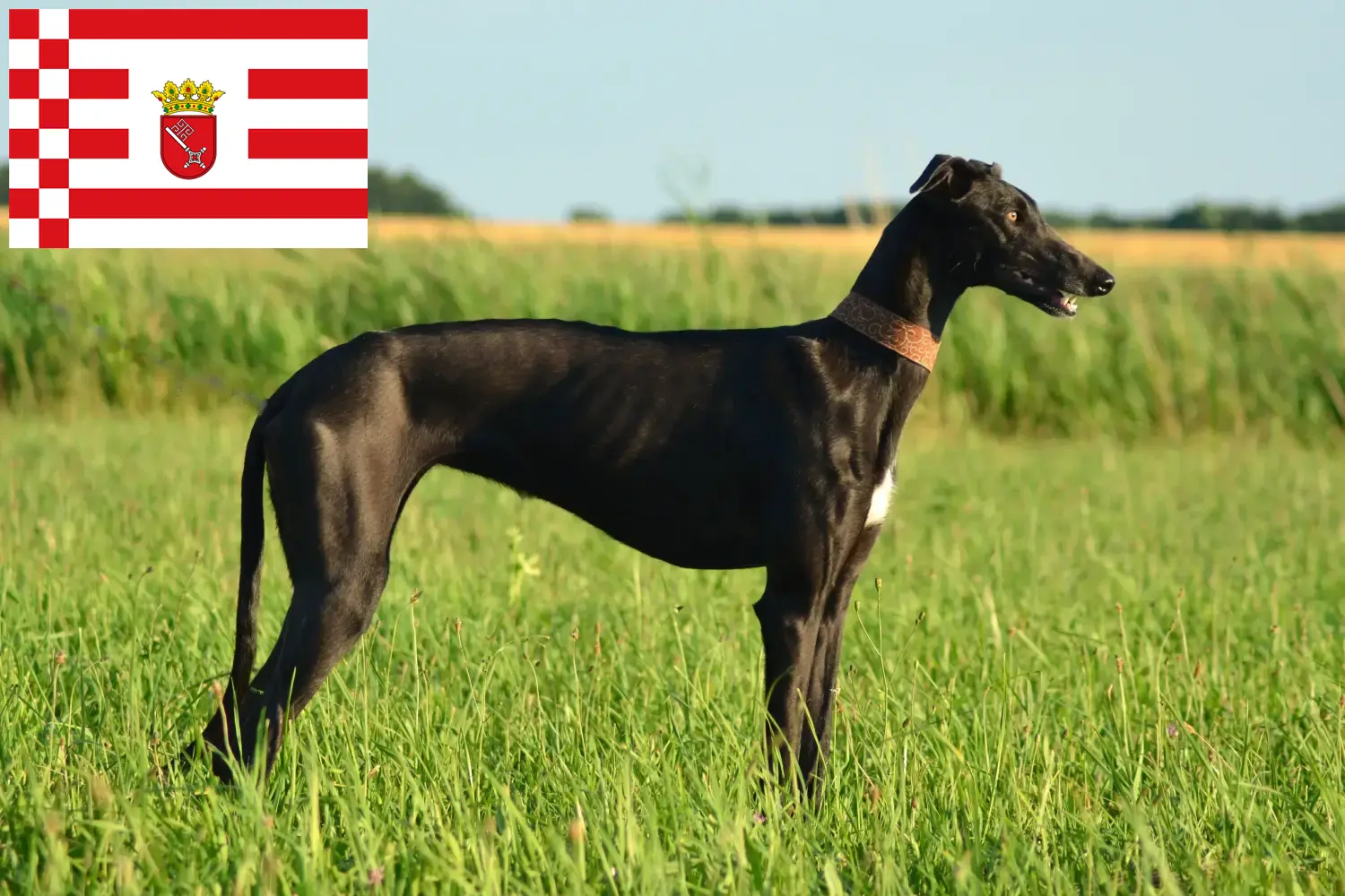 Read more about the article Galgo Espanol criadores e cachorros em Bremen