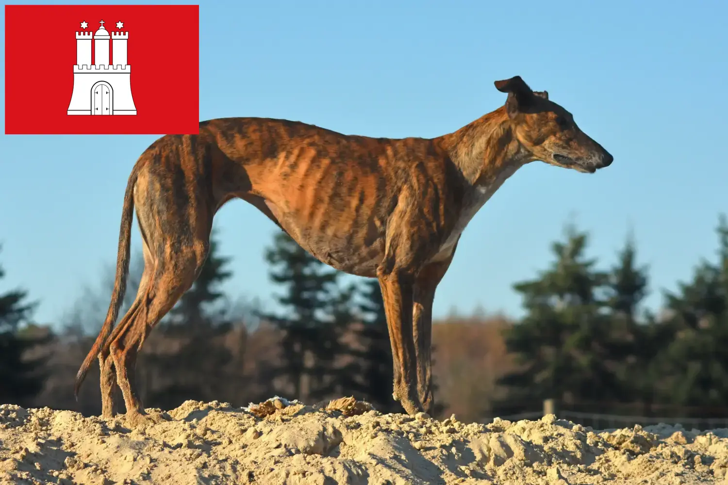 Read more about the article Galgo Espanol criadores e cachorros em Hamburgo