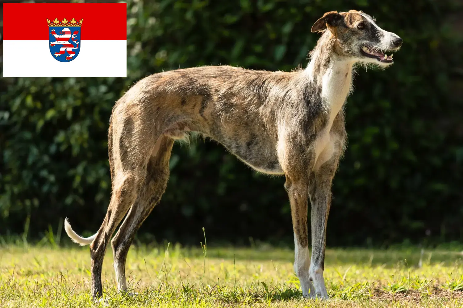 Read more about the article Galgo Espanol criadores e cachorros em Hessen