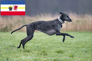 Read more about the article Galgo Espanol criadores e cachorros em Mecklenburg-Vorpommern