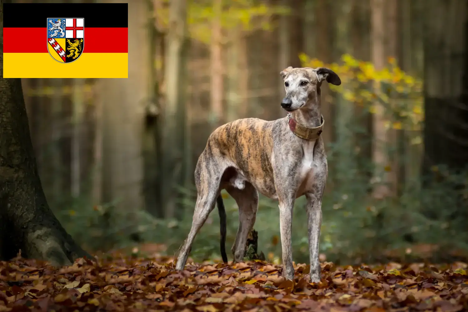 Read more about the article Galgo Espanol criadores e cachorros em Saarland