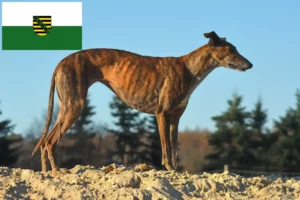 Read more about the article Galgo Espanol criadores e cachorros em Saxónia