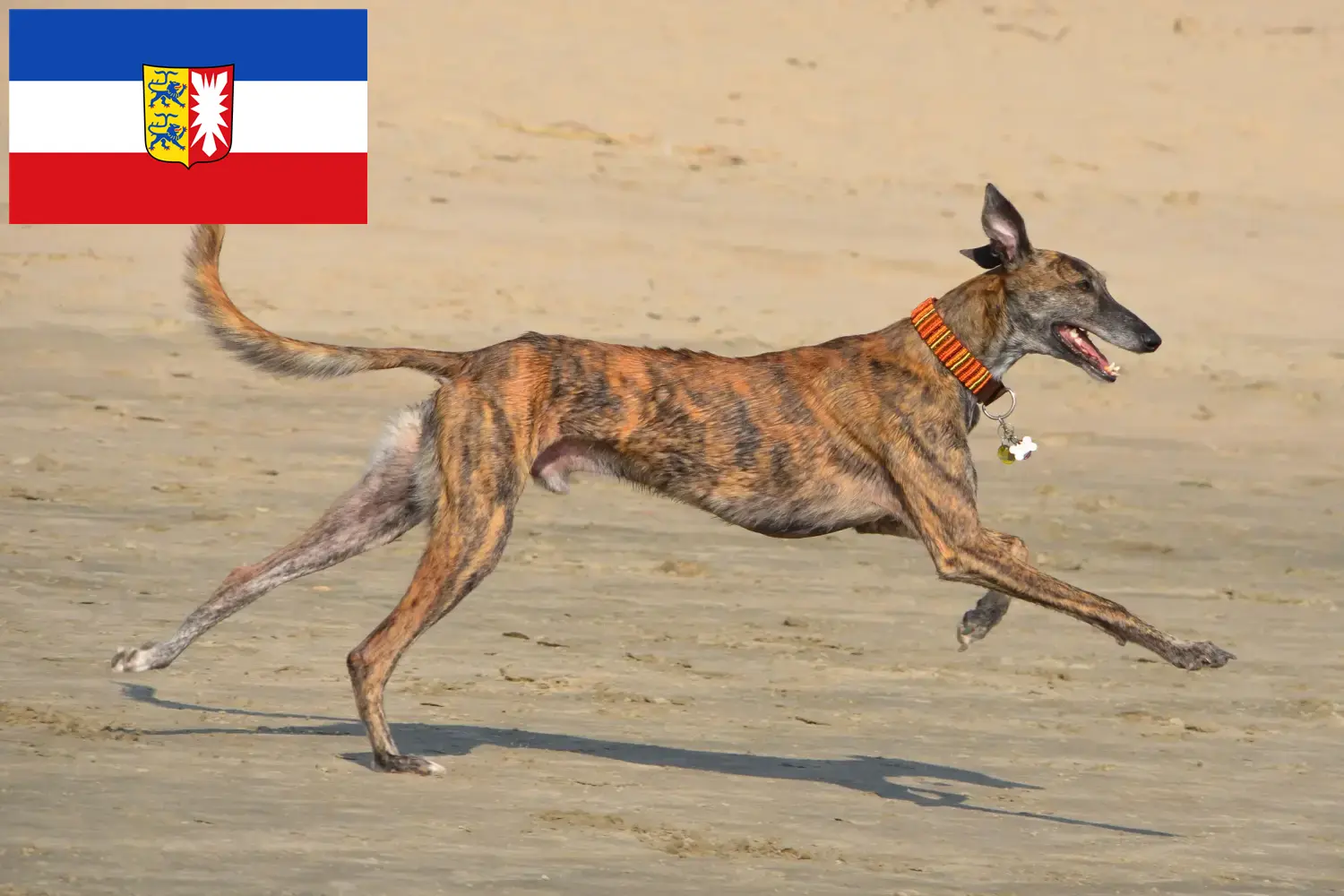 Read more about the article Galgo Espanol criadores e cachorros em Schleswig-Holstein