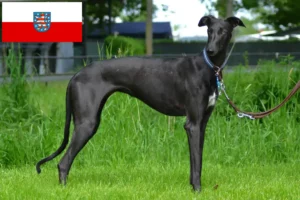 Read more about the article Galgo Espanol criadores e cachorros na Turíngia