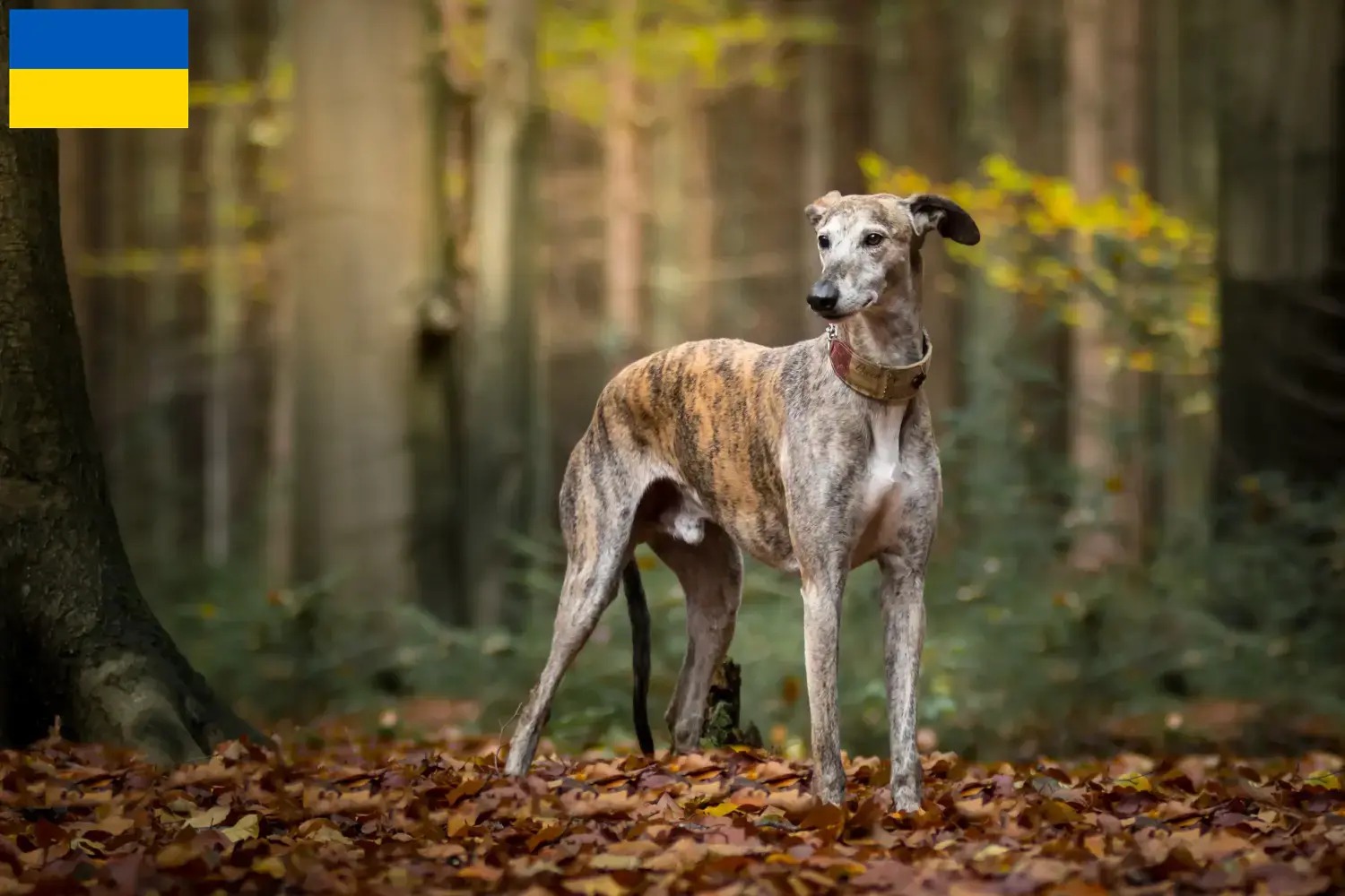 Read more about the article Galgo Espanol criadores e cachorros na Ucrânia