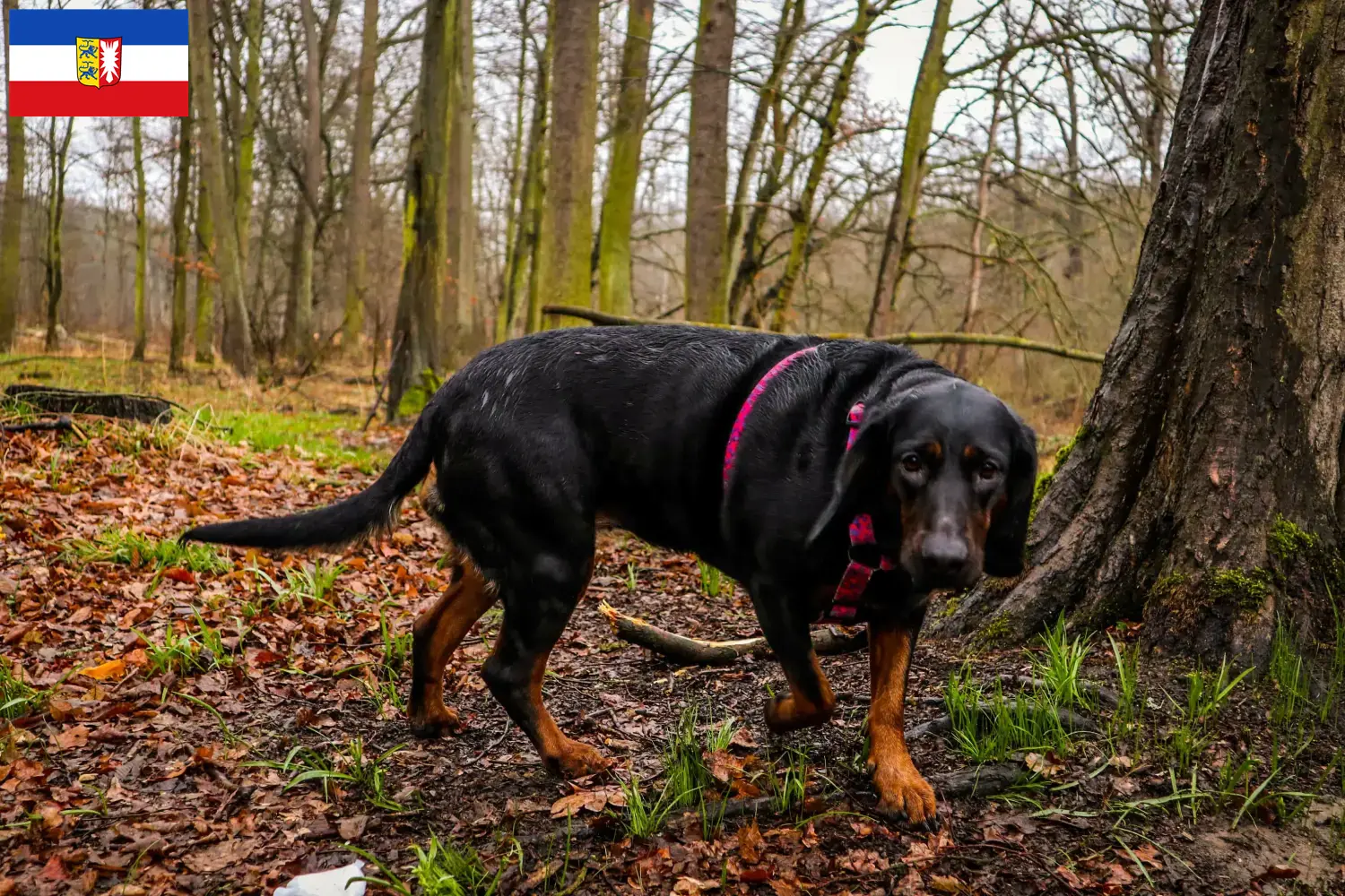 Read more about the article Criadores de Gończy Polski e cachorros em Schleswig-Holstein