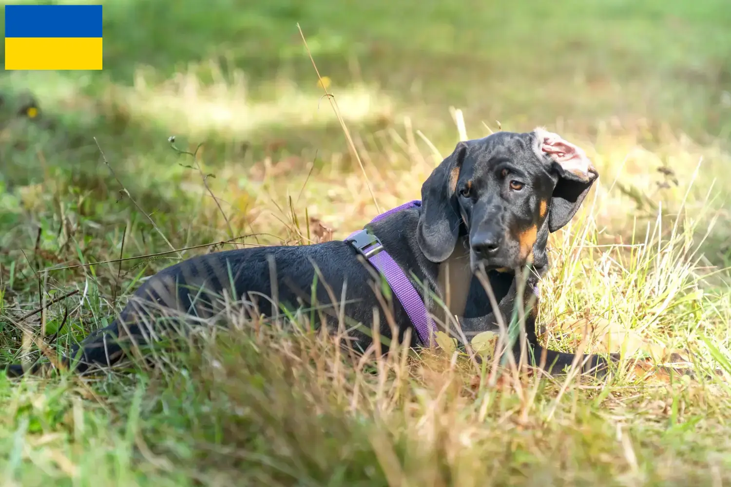 Read more about the article Criadores de Gończy Polski e cachorros na Ucrânia