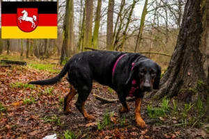 Read more about the article Criadores de Gończy Polski e cachorros na Baixa Saxónia