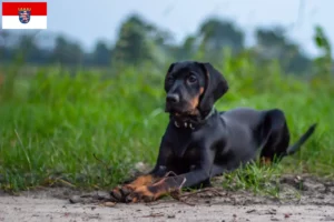 Read more about the article Criadores de Gończy Polski e cachorros em Hesse