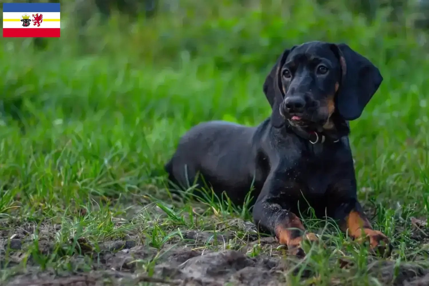 Read more about the article Criadores de Gończy Polski e cachorros em Mecklenburg-Vorpommern