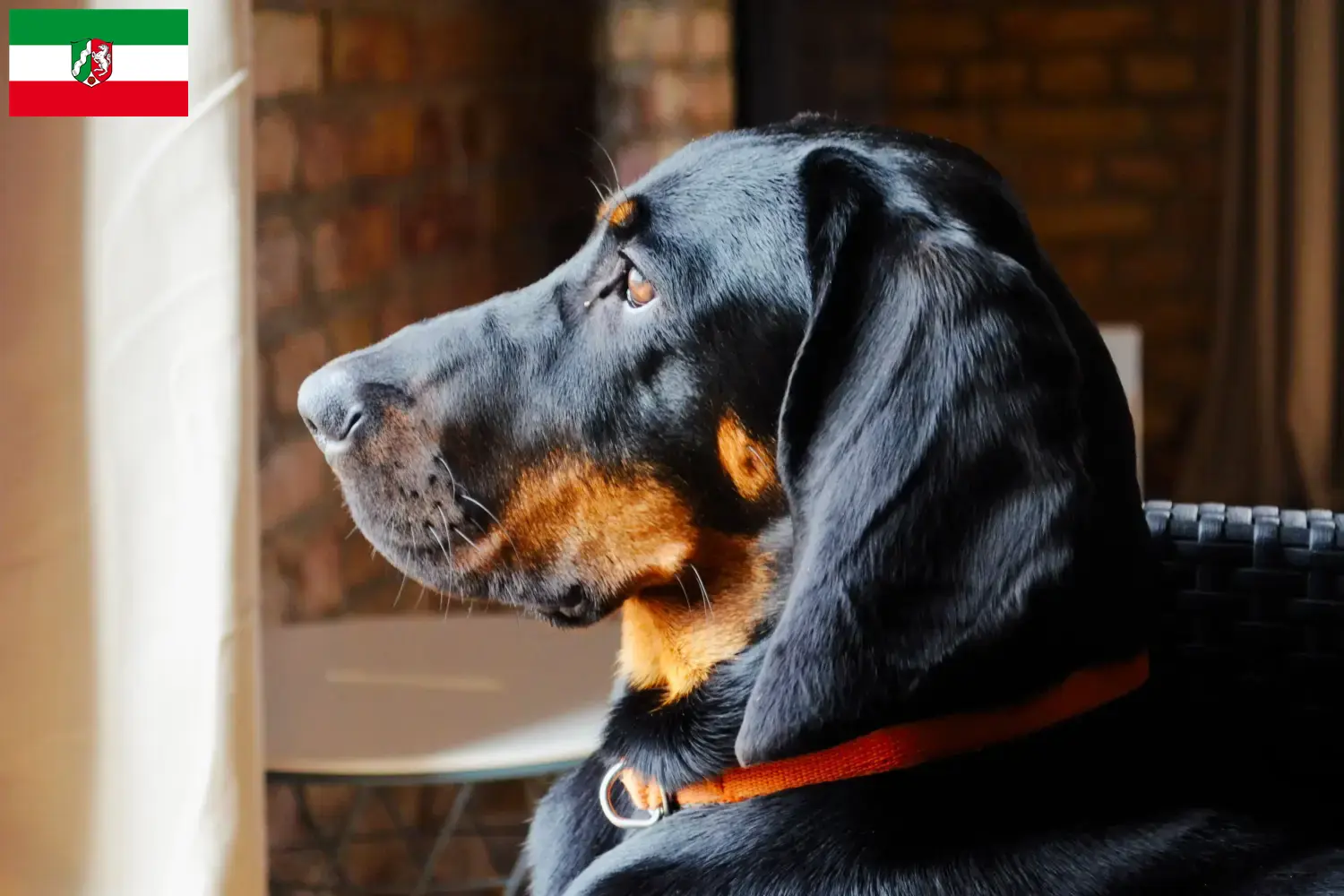 Read more about the article Criadores de Gończy Polski e cachorros na Renânia do Norte-Vestefália