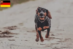 Read more about the article Criadores de Gończy Polski e cachorros na Renânia-Palatinado