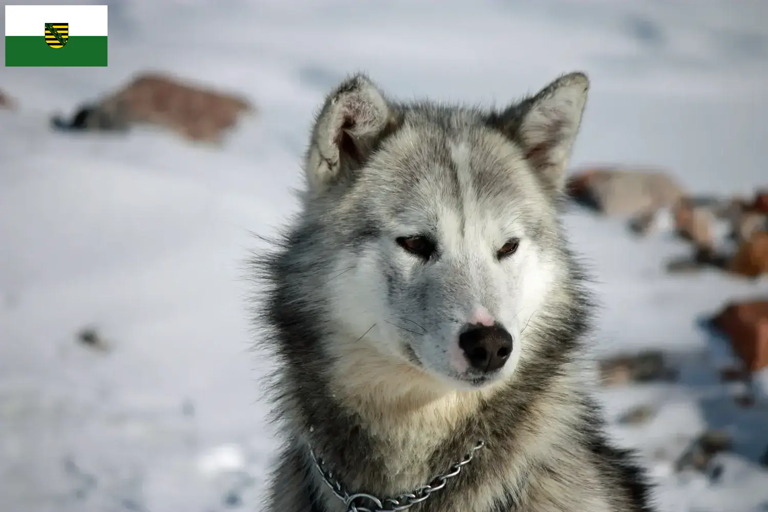 Read more about the article Criadores de cães da Gronelândia e cachorros na Saxónia