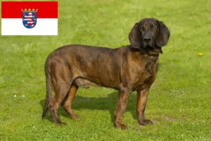 Read more about the article Criadores de Hannoverscher Schweißhund e cachorros em Hessen