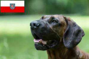 Read more about the article Criadores de Hannoverscher Schweißhund e cachorros em Thuringia