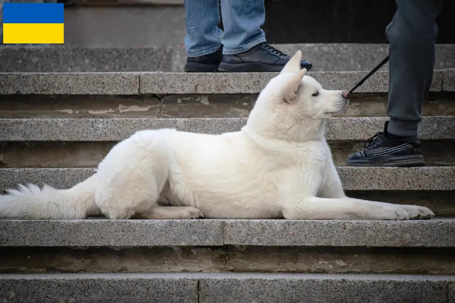 Read more about the article Criadores de Hokkaido e cachorros na Ucrânia