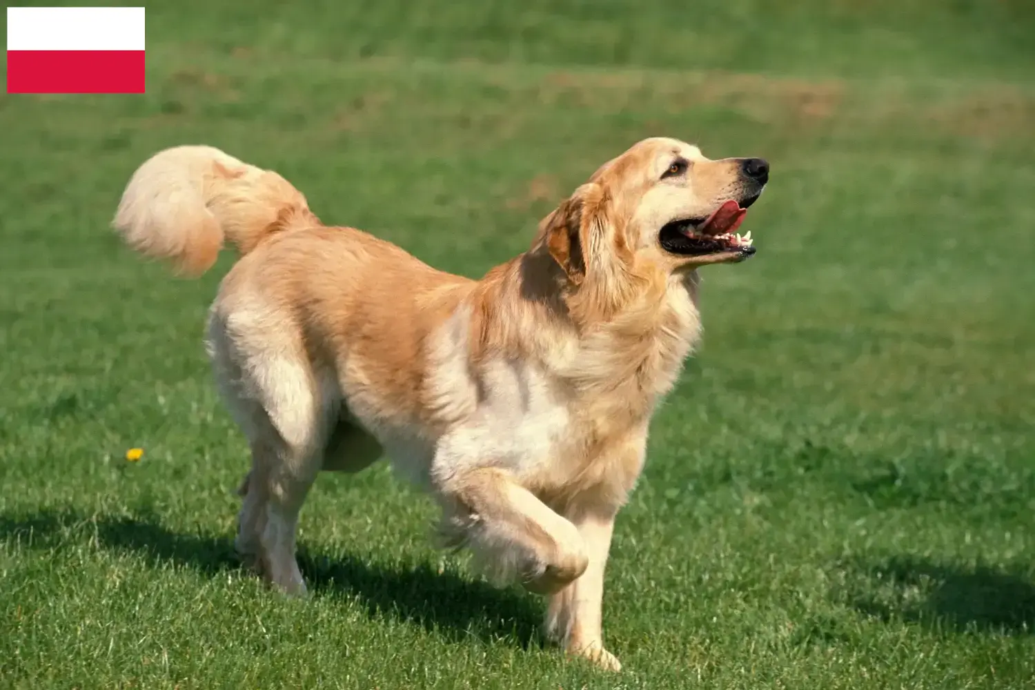 Read more about the article Criadores de Hovawart e cachorros na Polónia