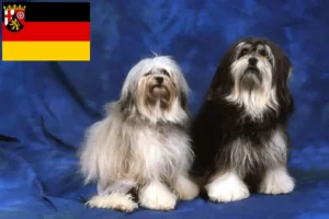 Read more about the article Criadores de Löwchen e cachorros na Renânia-Palatinado