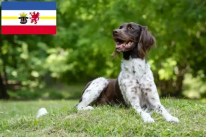 Read more about the article Pequeno Münsterländer criador e cachorros em Mecklenburg-Vorpommern