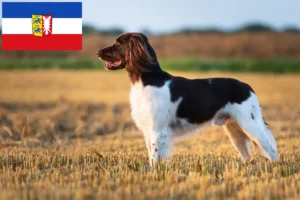 Read more about the article Pequeno Münsterländer criador e cachorros em Schleswig-Holstein