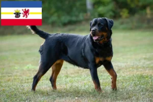 Read more about the article Criadores de Rottweiler e cachorros em Mecklenburg-Vorpommern