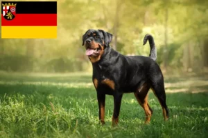 Read more about the article Criadores de Rottweiler e cachorros em Renânia-Palatinado