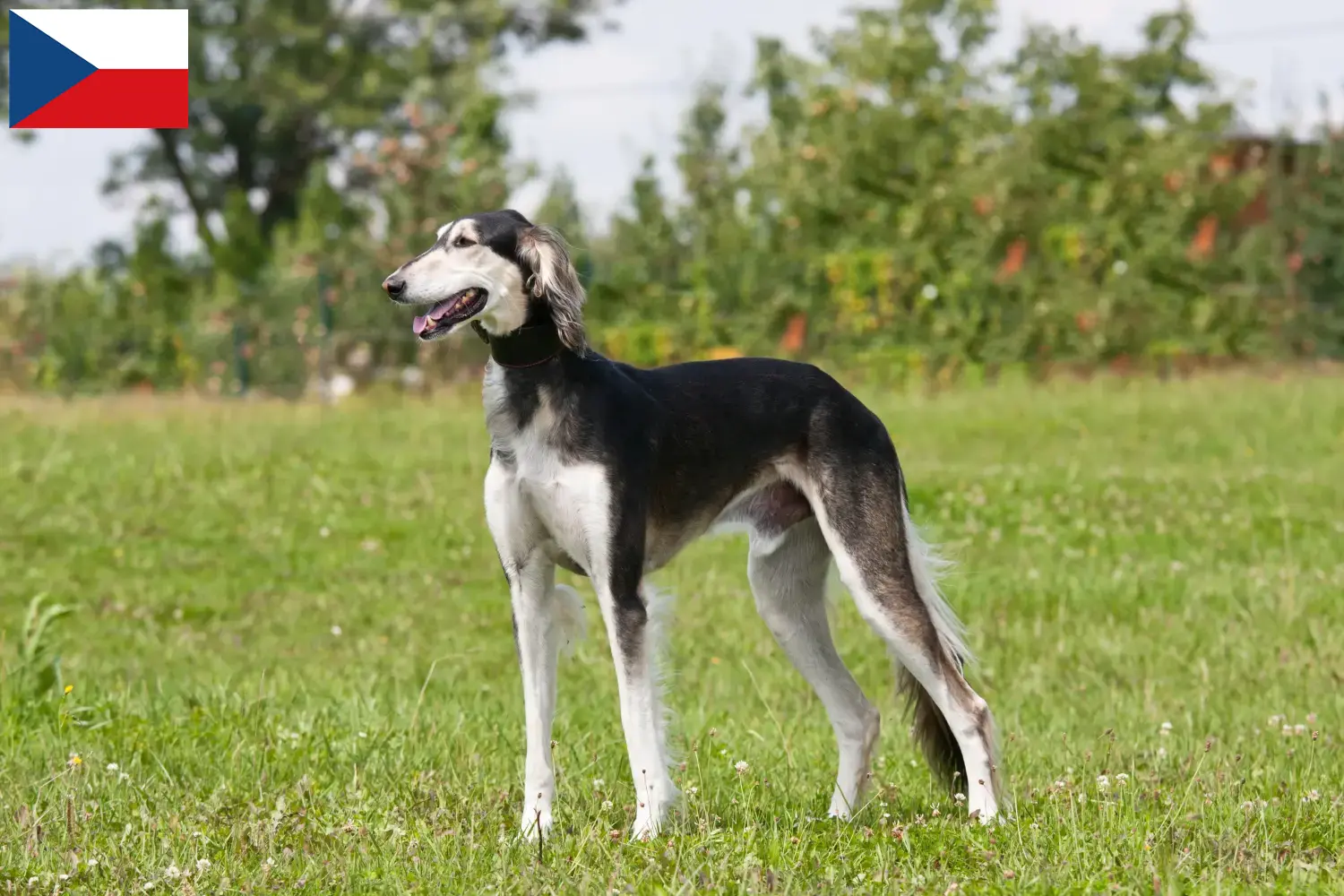 Read more about the article Criadores de saluki e cachorros na República Checa