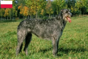 Read more about the article Criadores de Irish Wolfhound e cachorros na Polónia