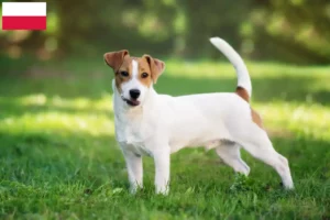 Read more about the article Criadores de Jack Russell e cachorros na Polónia