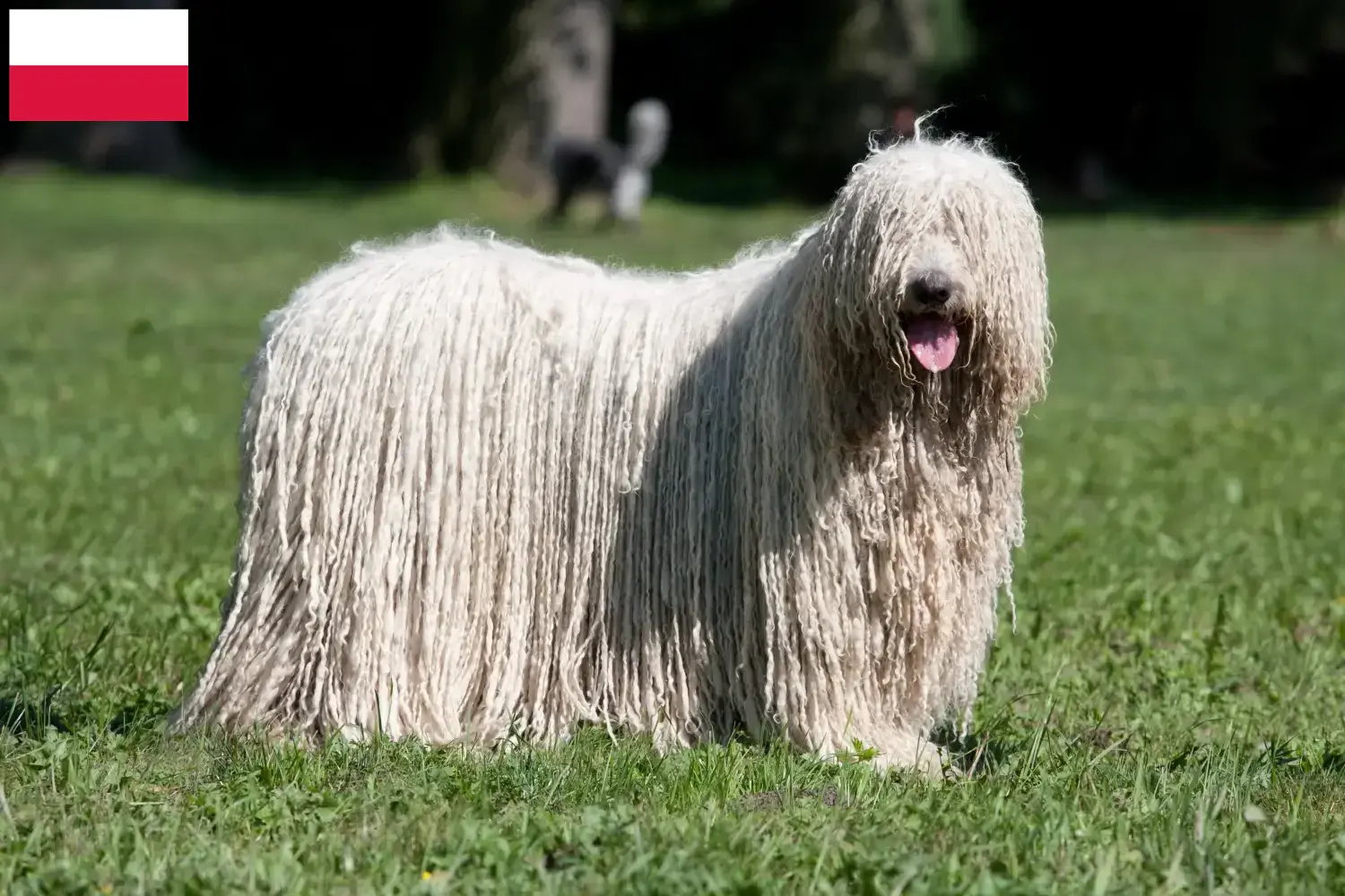 Read more about the article Criadores de Komondor e cachorros na Polónia