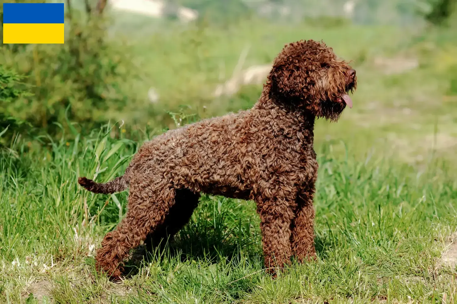 Read more about the article Criadores de Lagotto Romagnolo e cachorros na Ucrânia