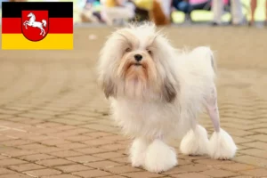 Read more about the article Criadores de Löwchen e cachorros na Baixa Saxónia