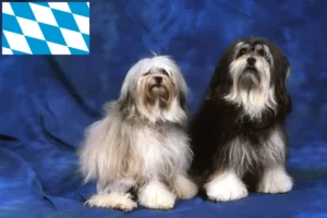 Read more about the article Criadores de Löwchen e cachorros na Baviera